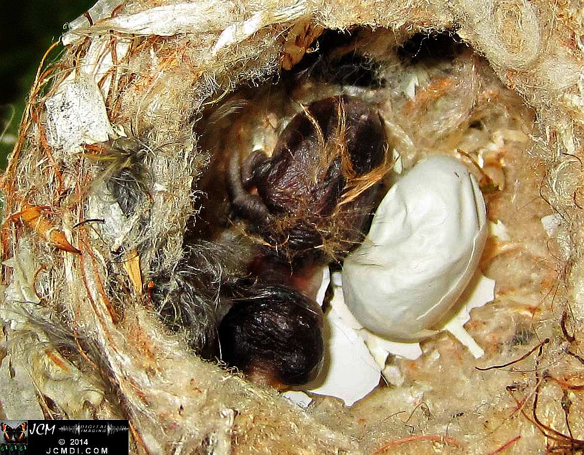 Allens Hummingbird nest with chick and egg